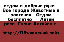 отдам в добрые руки - Все города Животные и растения » Отдам бесплатно   . Алтай респ.,Горно-Алтайск г.